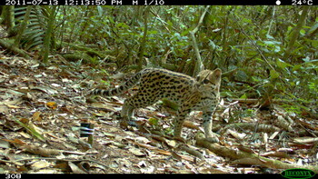 BBC Wildlife Magazine Camera-trap Photo of the Year competition, in association with World Land Trust