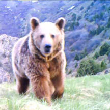 Brown Bear beats Sir David Attenborough to top spot